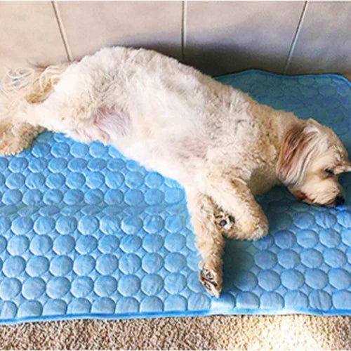 Mon chien l'a adopté direct.