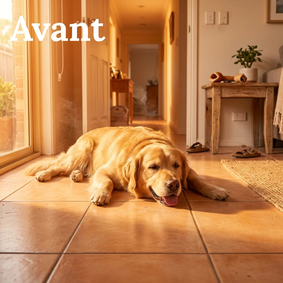 Avant